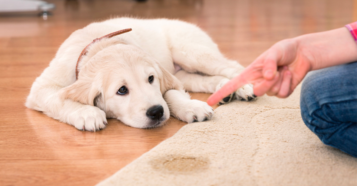 Chien sale comment le rendre propre