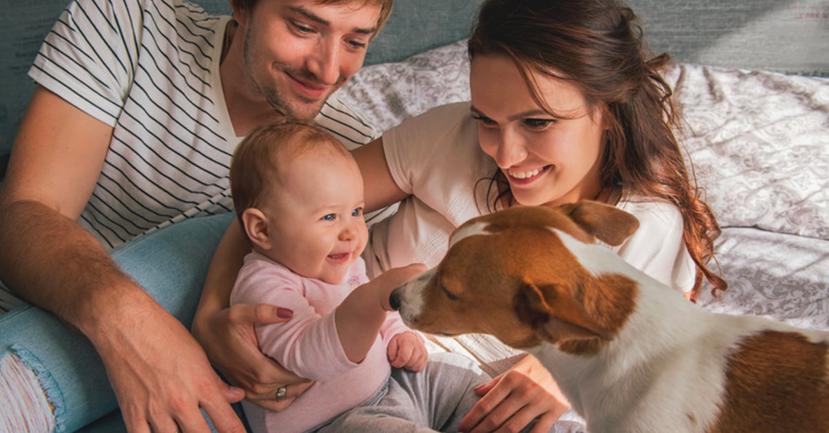 Le Chien Et La Famille Comment Cohabiter