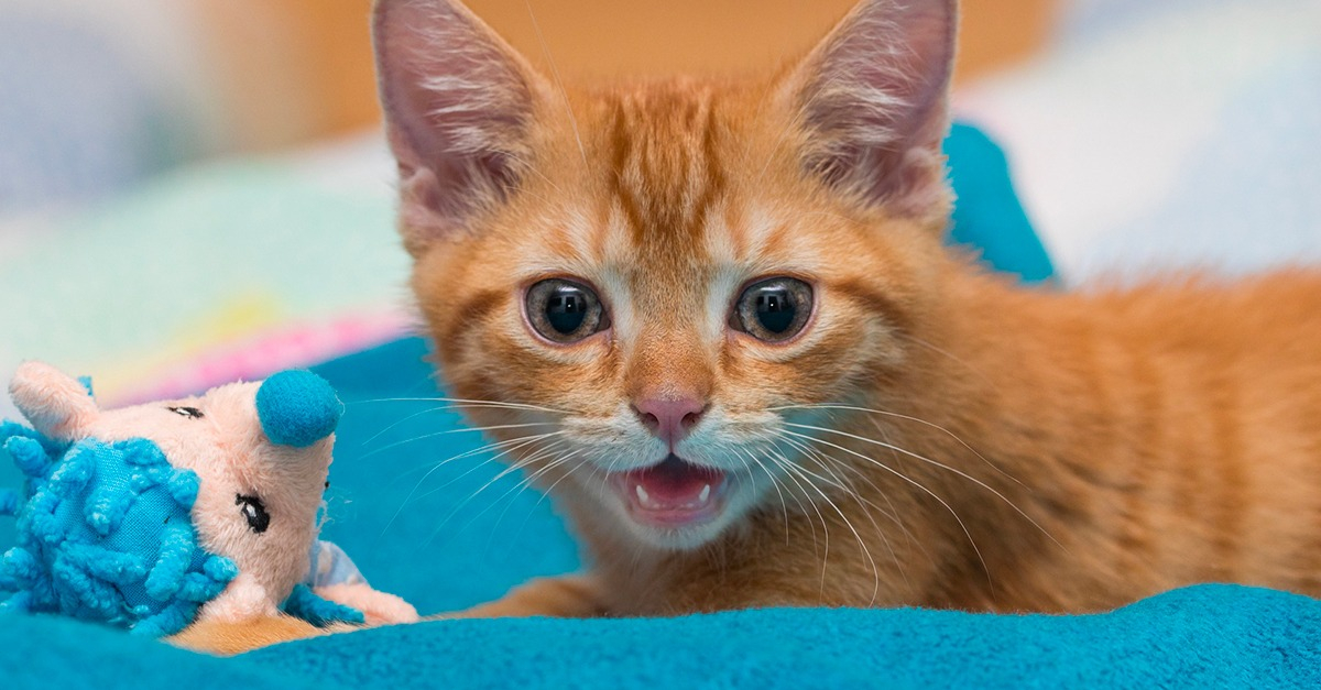 L Education Du Chat Comment Bien L Eduquer L Education Du Chat Comment Bien L Eduquer