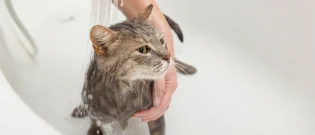 Illustration : Le toilettage du chat