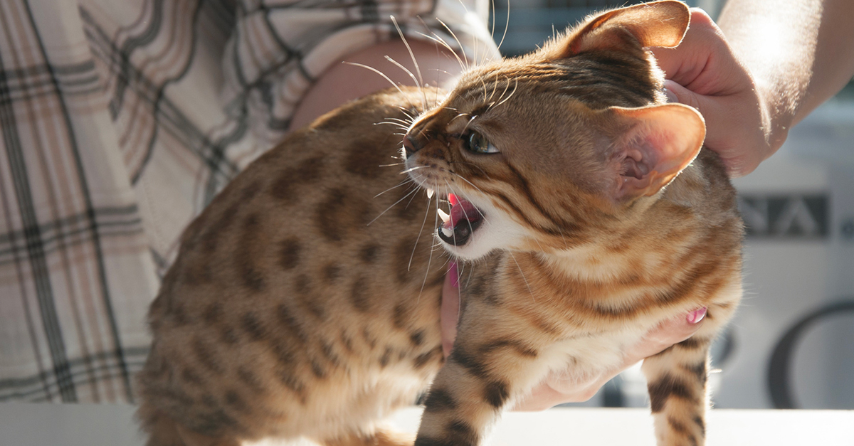 Chat Agressif Comment Le Stopper Chat Agressif Comment Le Stopper