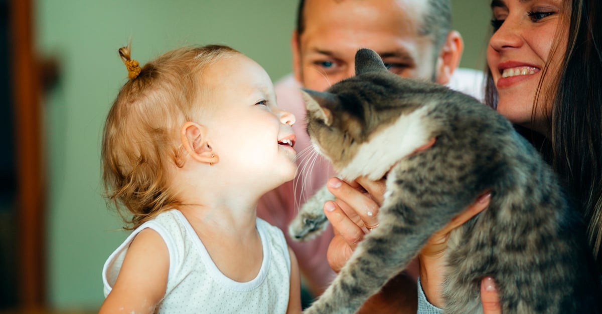 Le chat et la famille assurer une bonne cohabitation