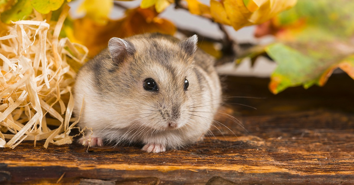 Guide pratique du hamster : comment s'occuper d'un hamster