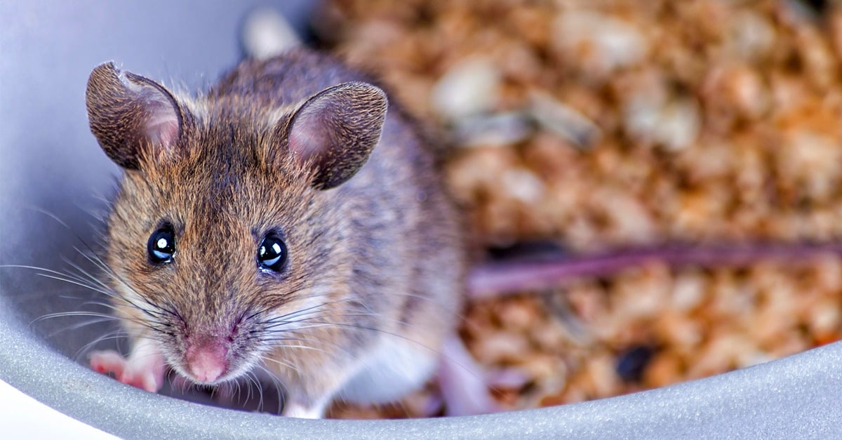 Guide Pratique De La Souris Comment S Occuper D Une Souris