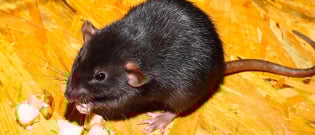 Illustration : La santé du rat