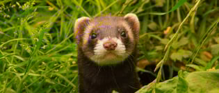 Illustration : L'achat d'un furet