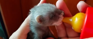 Illustration : L'alimentation d'un furet