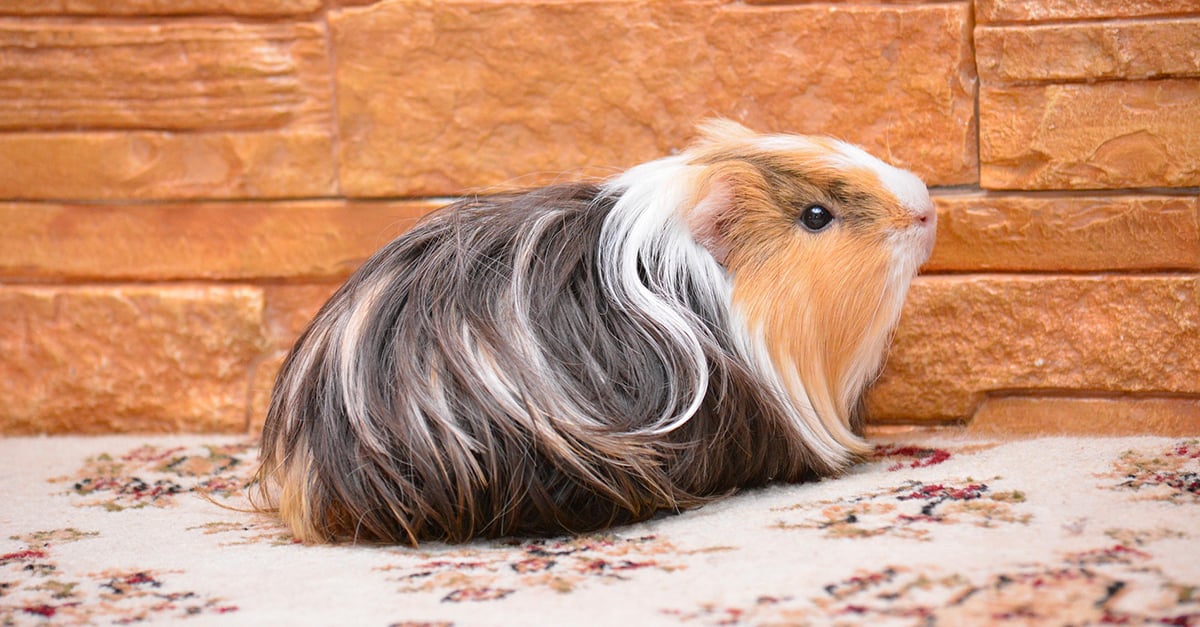 L Habitat Du Cochon D Inde Comment Le Choisir Et L Amenager