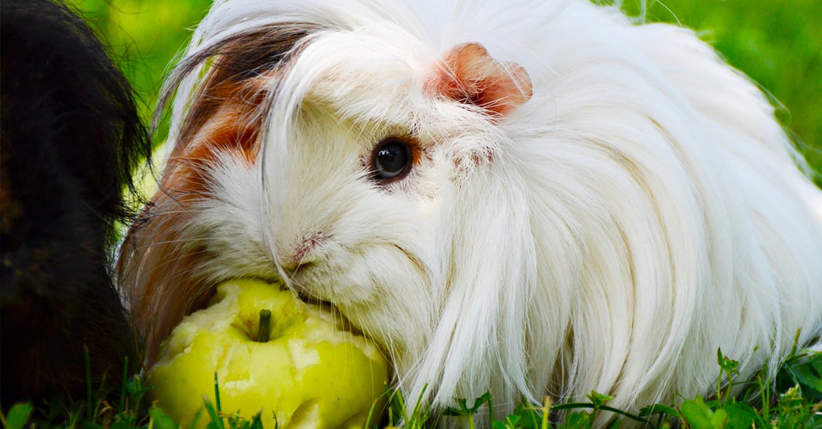 Vie D Un Cochon D Inde L'alimentation du cochon d'Inde : comment le nourrir