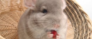 Illustration : L'alimentation du chinchilla