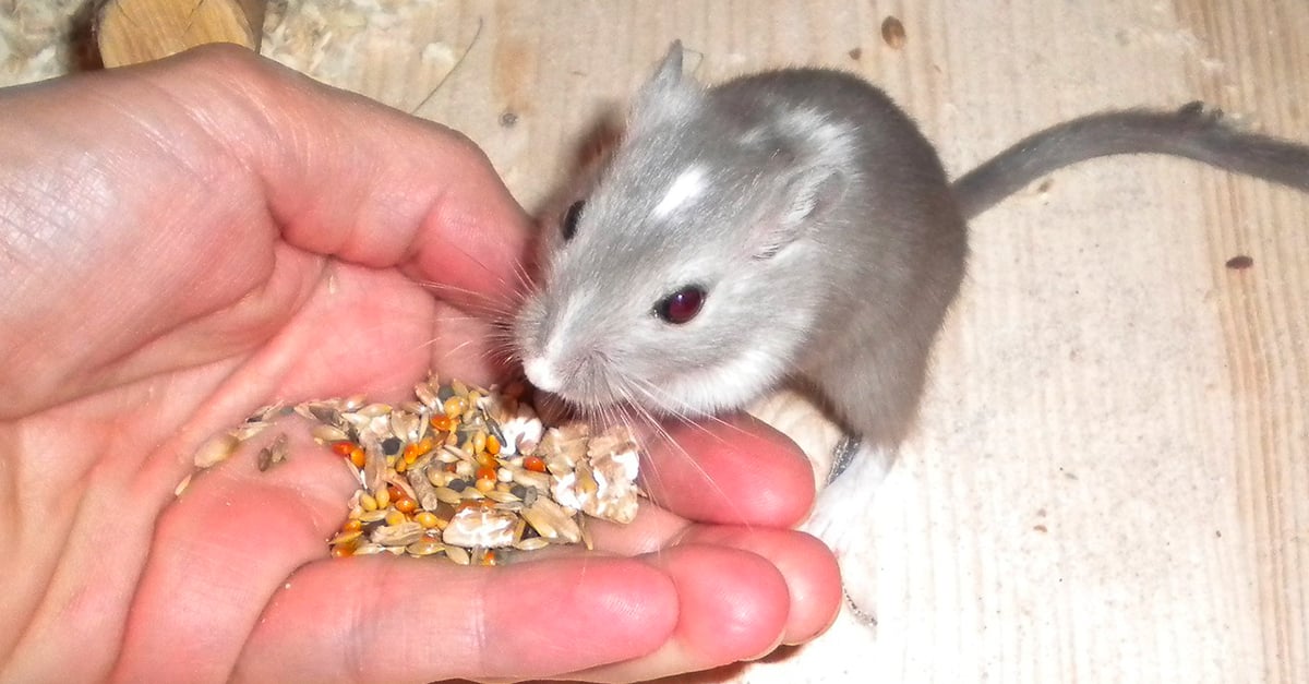 L'alimentation de la gerbille comment la nourrir