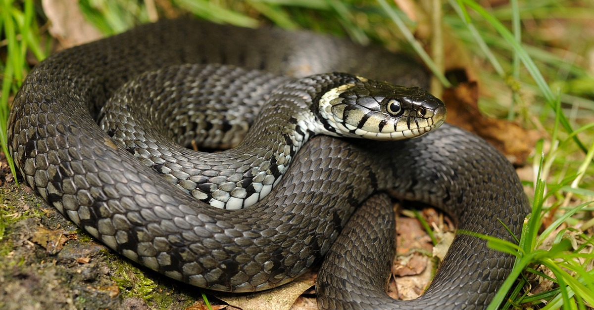 Guide pratique du serpent : comment s'occuper d'un serpent