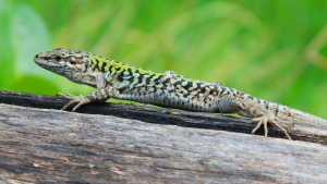 Illustration de la catégorie "Lézard"