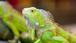 Illustration de la catégorie "Iguane"