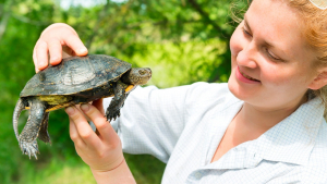 Illustration de la catégorie "Tortue"