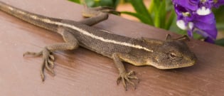 Illustration : La santé du lézard