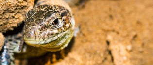 Illustration : Le comportement du lézard
