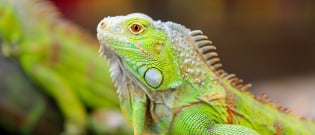 Illustration : L'alimentation d'un iguane
