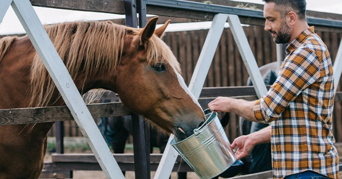L'alimentation du cheval comment bien le nourrir L'alimentation du cheval comment bien le nourrir