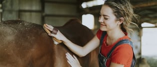 Illustration : L’hygiène de vie du cheval