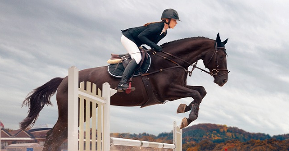 Les disciplines équestres dressage, CSO, CCE, éthologie, équitation