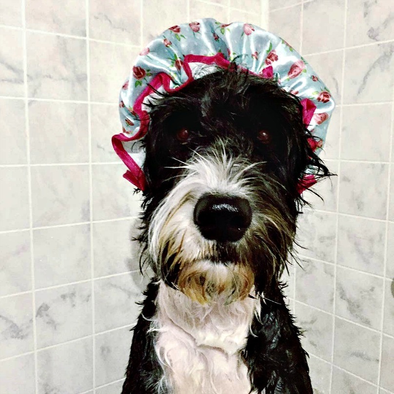 Illustration de l'article : 18 photos craquantes de chiens qui n’aiment pas se mouiller !