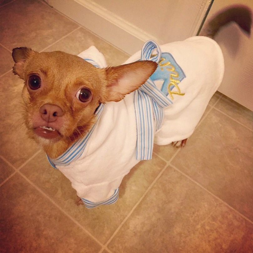 Illustration de l'article : 18 photos craquantes de chiens qui n’aiment pas se mouiller !
