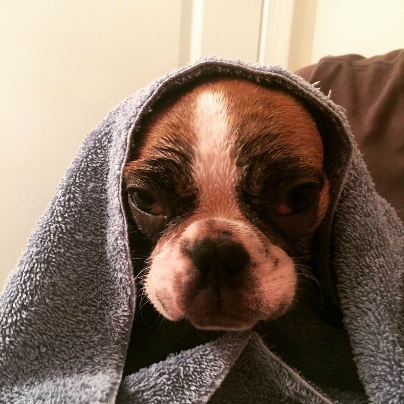 Illustration de l'article : 18 photos craquantes de chiens qui n’aiment pas se mouiller !