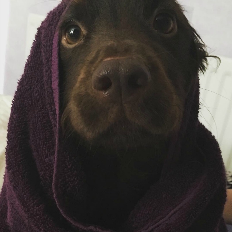 Illustration de l'article : 18 photos craquantes de chiens qui n’aiment pas se mouiller !