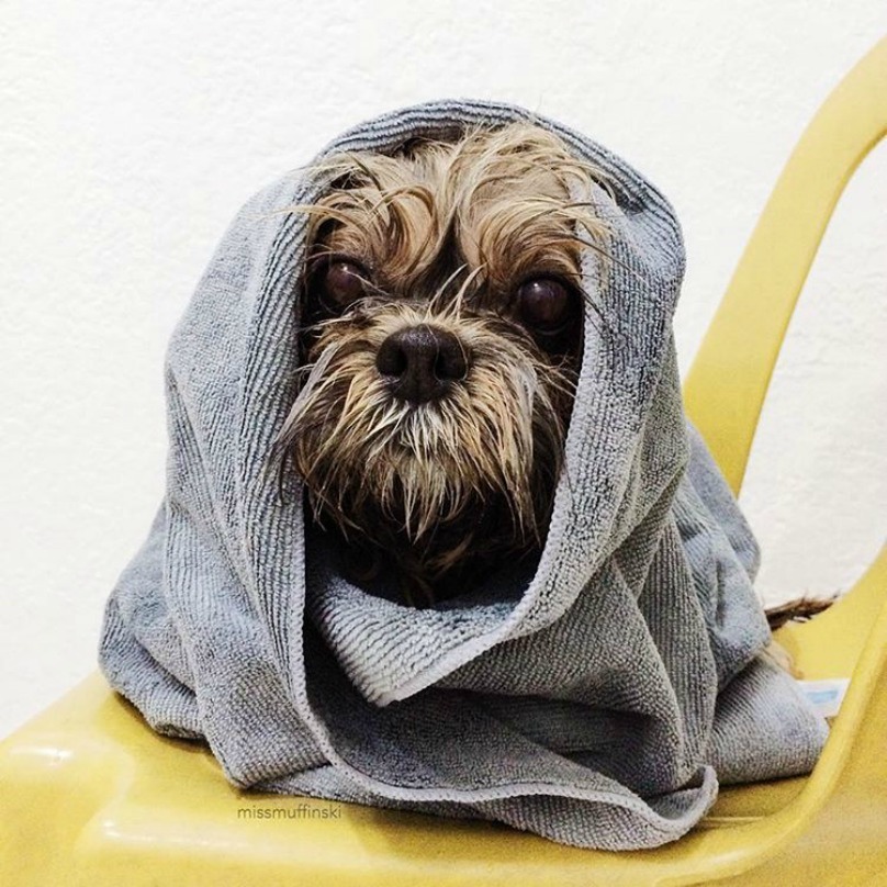 Illustration de l'article : 18 photos craquantes de chiens qui n’aiment pas se mouiller !