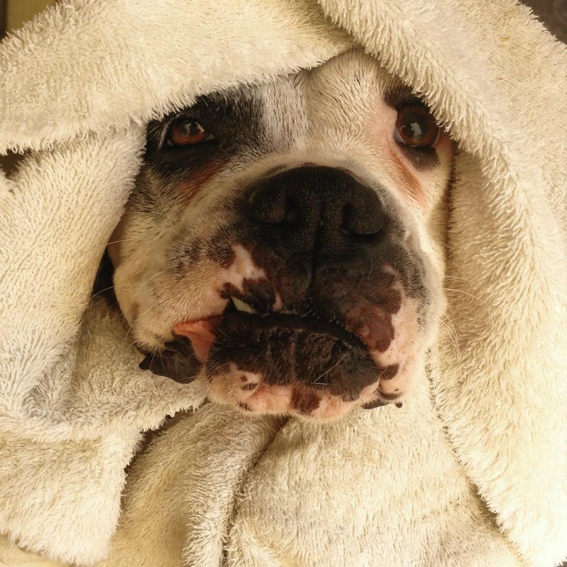 Illustration de l'article : 18 photos craquantes de chiens qui n’aiment pas se mouiller !