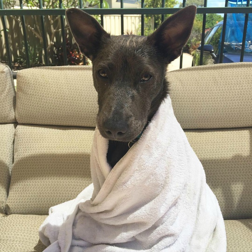 Illustration de l'article : 18 photos craquantes de chiens qui n’aiment pas se mouiller !