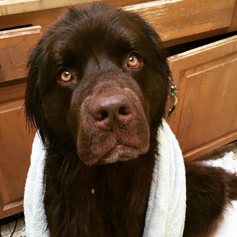Illustration de l'article : 18 photos craquantes de chiens qui n’aiment pas se mouiller !