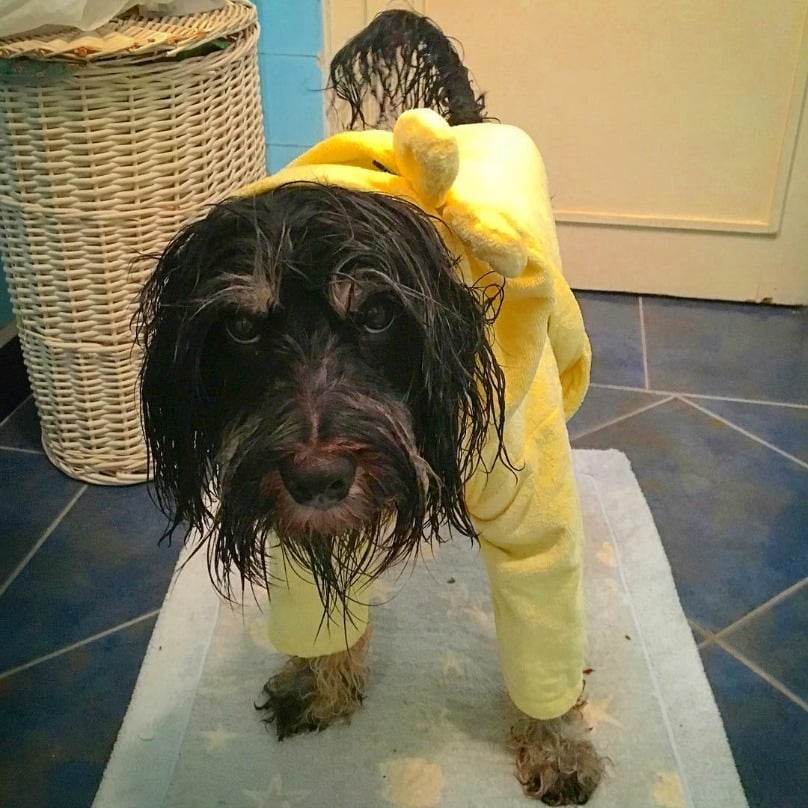 Illustration de l'article : 18 photos craquantes de chiens qui n’aiment pas se mouiller !