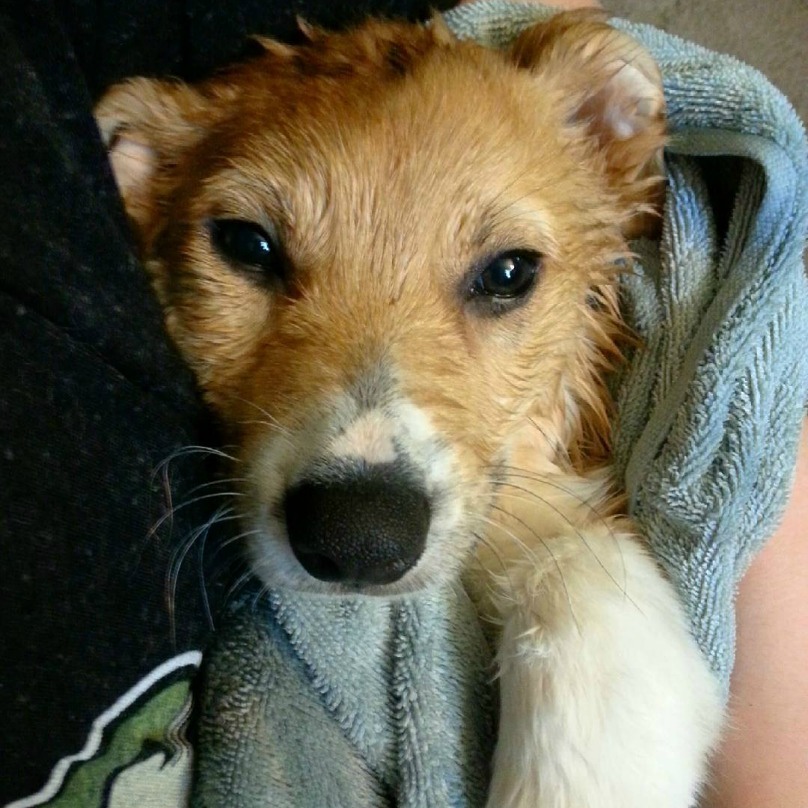 Illustration de l'article : 18 photos craquantes de chiens qui n’aiment pas se mouiller !