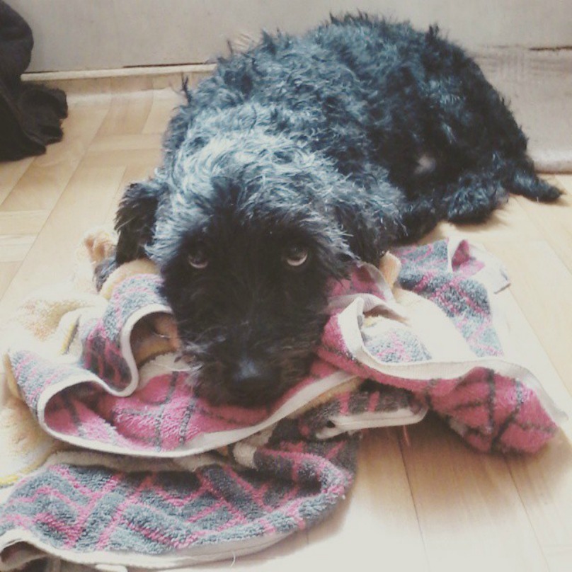 Illustration de l'article : 18 photos craquantes de chiens qui n’aiment pas se mouiller !