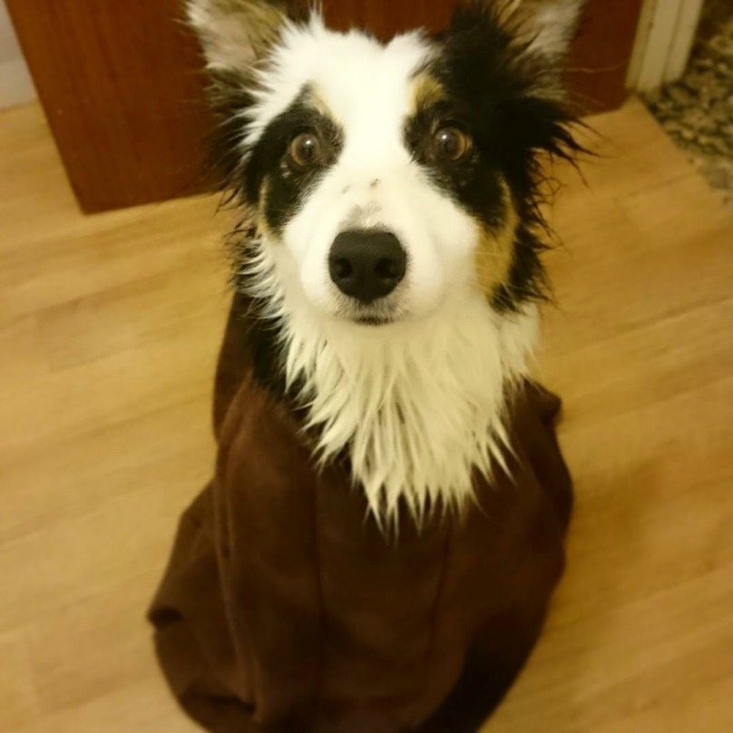 Illustration de l'article : 18 photos craquantes de chiens qui n’aiment pas se mouiller !