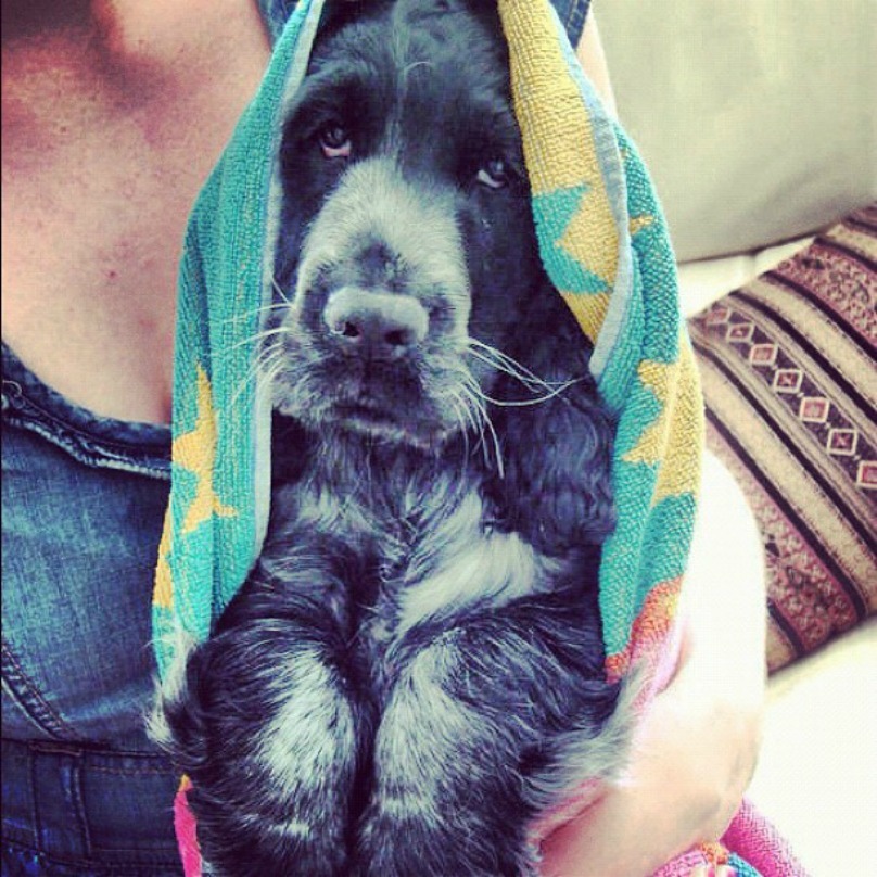 Illustration de l'article : 18 photos craquantes de chiens qui n’aiment pas se mouiller !