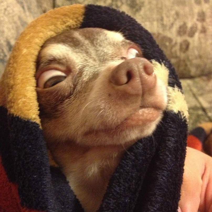 Illustration de l'article : 18 photos craquantes de chiens qui n’aiment pas se mouiller !