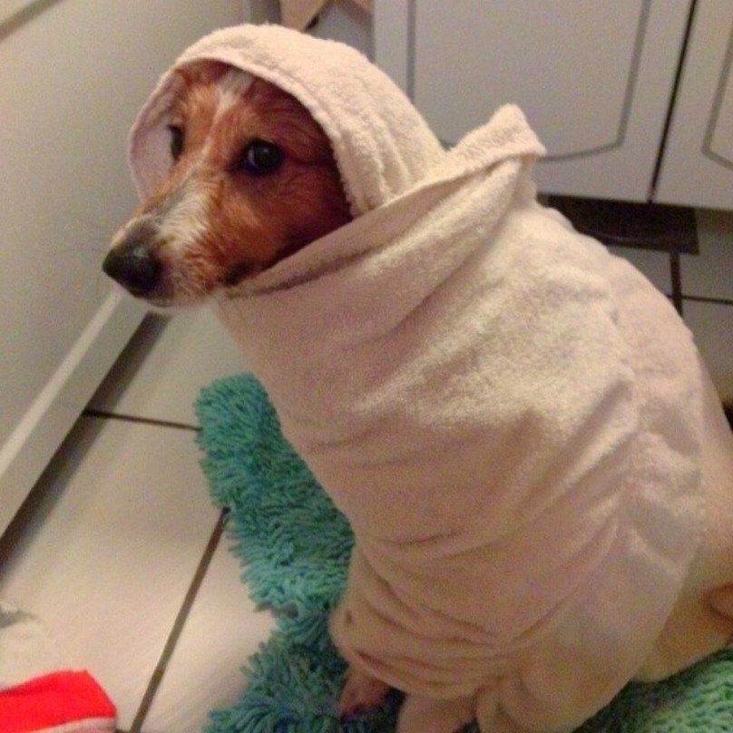 Illustration de l'article : 18 photos craquantes de chiens qui n’aiment pas se mouiller !