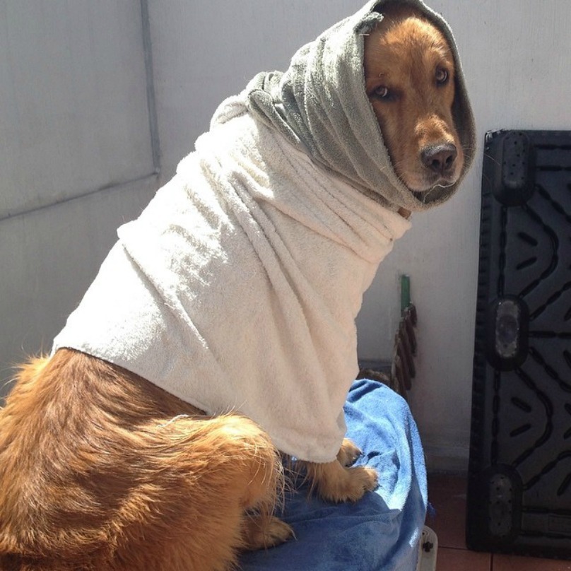 Illustration de l'article : 18 photos craquantes de chiens qui n’aiment pas se mouiller !