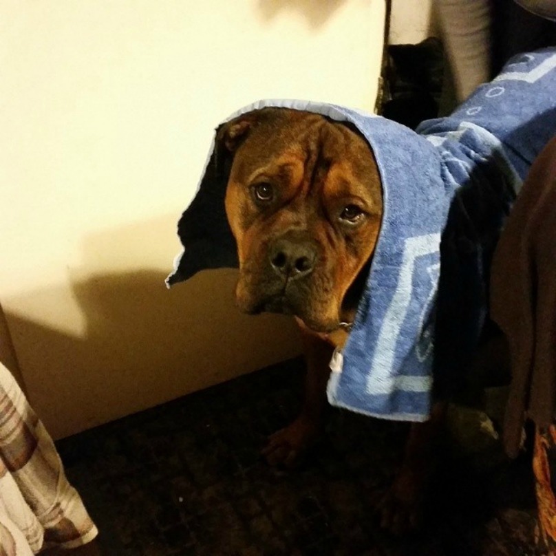Illustration de l'article : 18 photos craquantes de chiens qui n’aiment pas se mouiller !