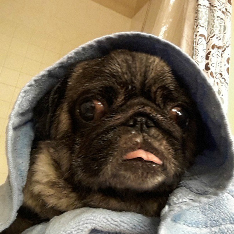 Illustration de l'article : 18 photos craquantes de chiens qui n’aiment pas se mouiller !