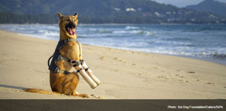 Illustration de l'article : Thaïlande : Une nouvelle vie pour Cola, le chien aux pattes coupées par une épée !