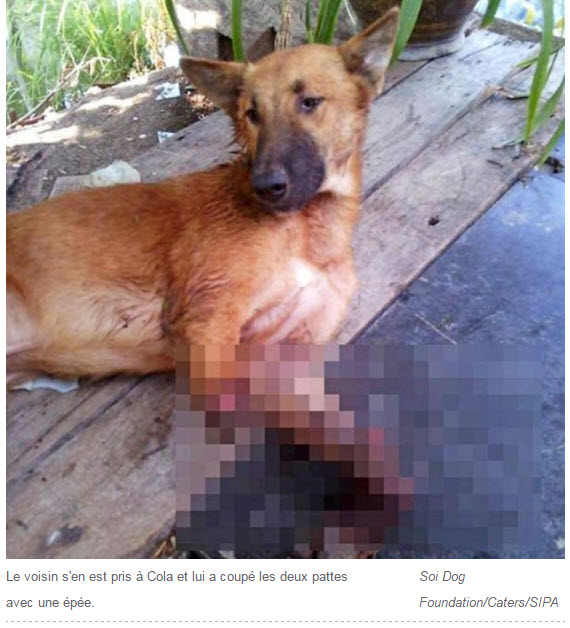Illustration de l'article : Thaïlande : Une nouvelle vie pour Cola, le chien aux pattes coupées par une épée !