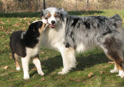 Illustration de l'article : 5 choses que votre chien essaie de vous dire quand il frotte son museau !