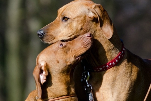 Illustration de l'article : 5 choses que votre chien essaie de vous dire quand il frotte son museau !
