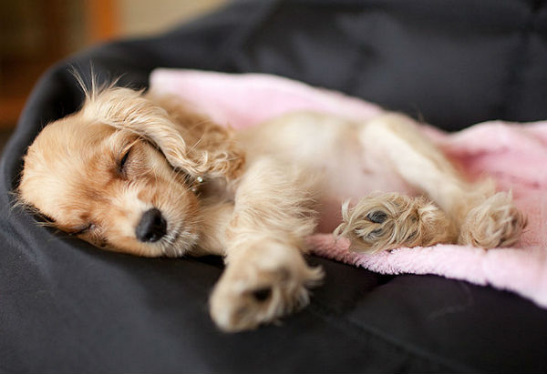 Illustration de l'article : 24 adorables chiens qui préfèrent passer la journée au lit ! 