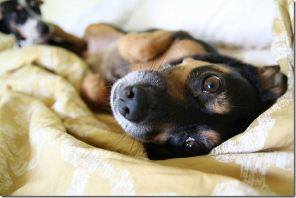 Illustration de l'article : 24 adorables chiens qui préfèrent passer la journée au lit ! 