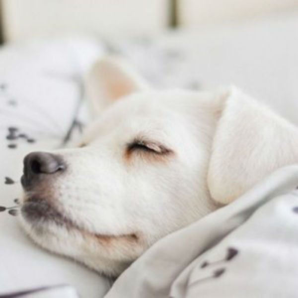 Illustration de l'article : 24 adorables chiens qui préfèrent passer la journée au lit ! 